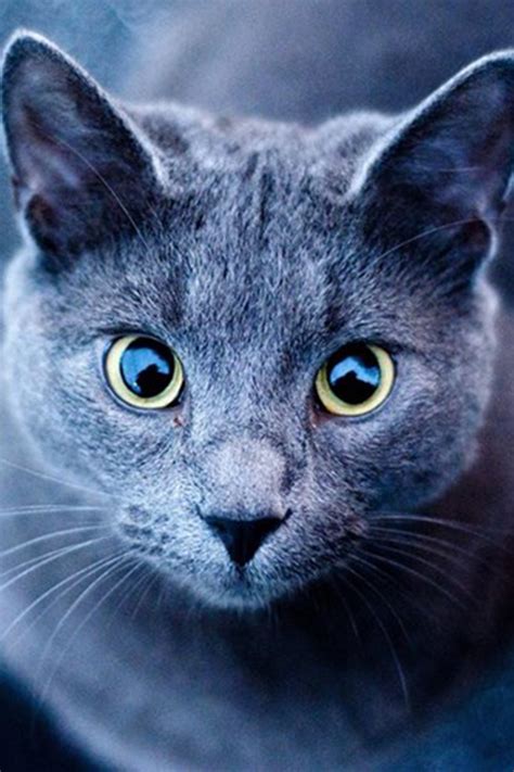 russian blue cat personality